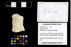 Foto (Objekt + Etikett) von Decapoda indet.  (NHMW-GEO-2014-0194-0711)